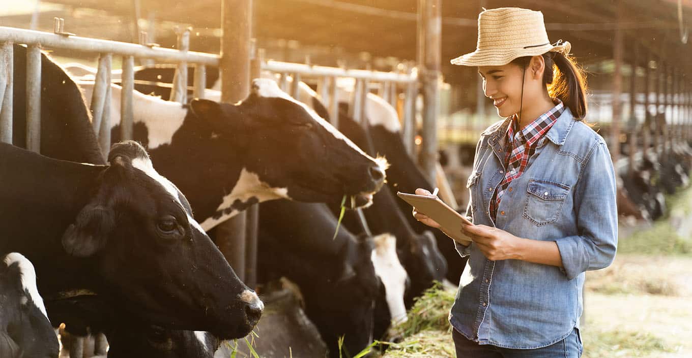 AE Dairy